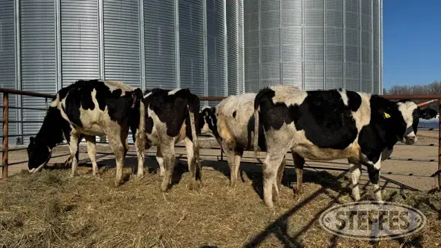 (3) Holstein bred heifers