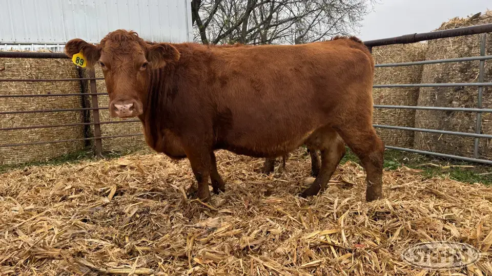 (2) Beef cows Beef Cattle