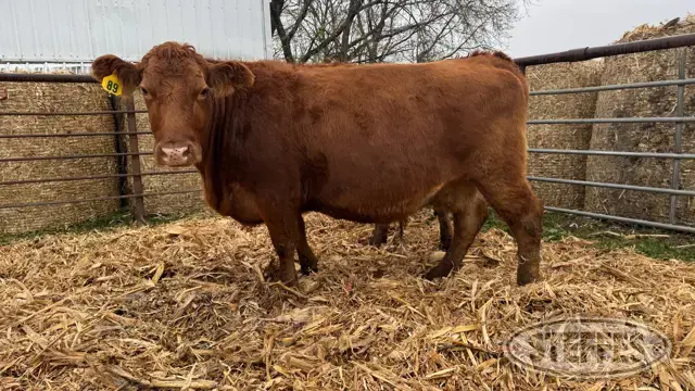 (2) Beef cows