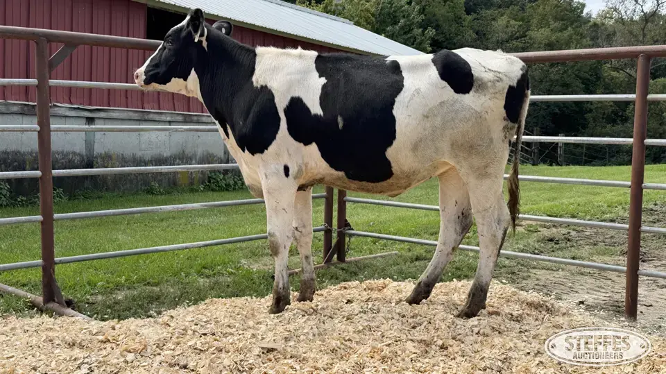 Holstein Heifer - Tag 999 Dairy Cattle