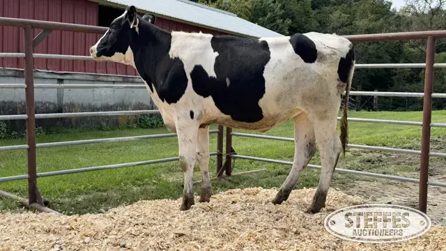 Holstein Heifer - Tag 999