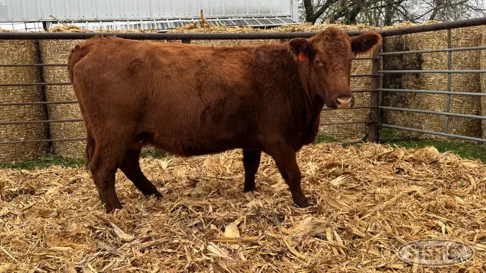 (3) Beef cows Beef Cattle