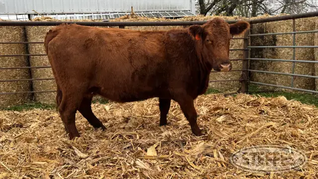 (3) Beef cows