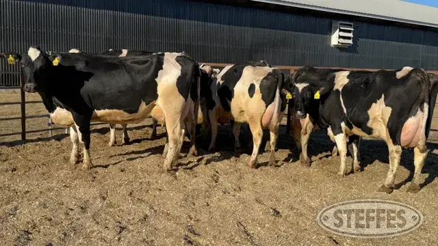 (34 Head) Holstein Cows