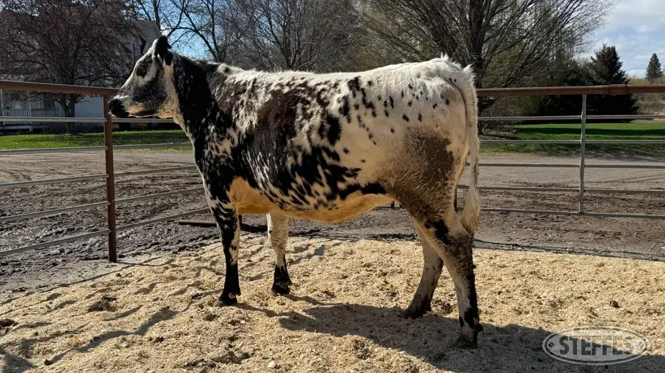 Speckle Park Bred Heifer - Tag 99502 Beef Cattle