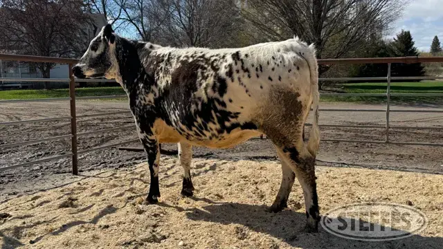 Speckle Park Bred Heifer - Tag 99502