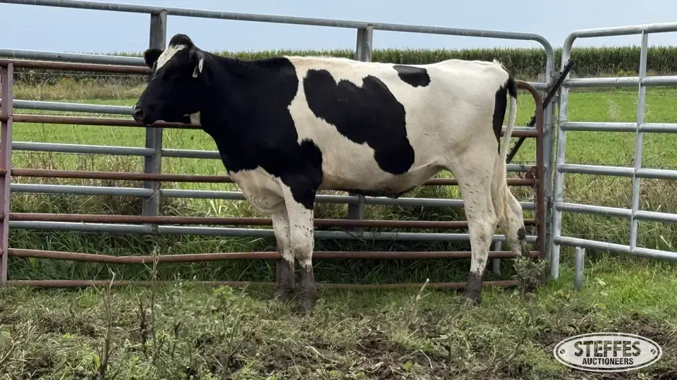 Crossbred Bred Heifer - Tag 975 Dairy Cattle