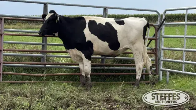 Crossbred Bred Heifer - Tag 975