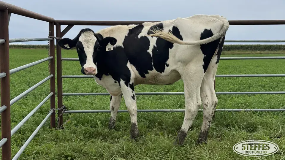 Holstein Bred Heifer - Tag 970 Dairy Cattle