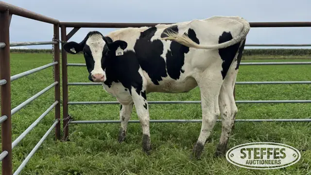Holstein Bred Heifer - Tag 970
