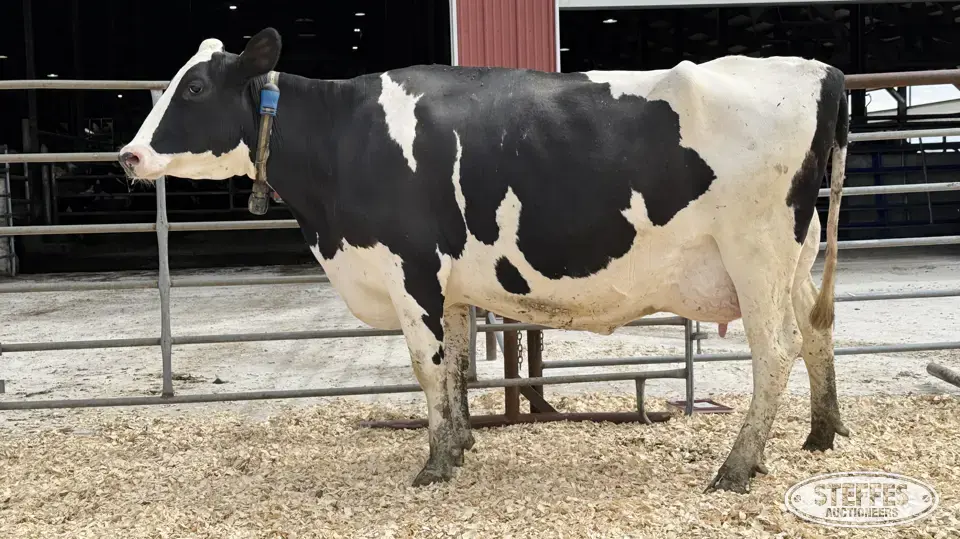 Holstein Cow - Tag 752 Dairy Cattle