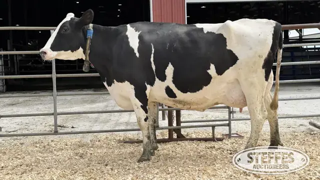 Holstein Cow - Tag 752