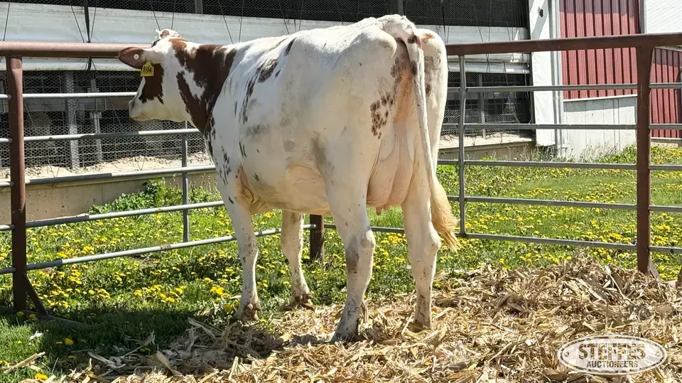 (8) Holstein Cows Fresh or Dry Dairy Cattle