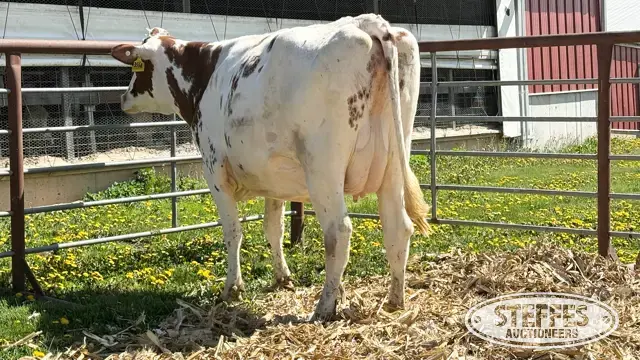 (8) Holstein Cows Fresh or Dry