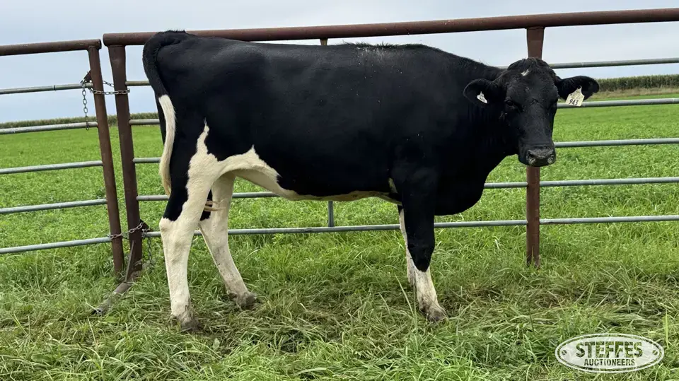 Holstein Bred Heifer - Tag 943 Dairy Cattle