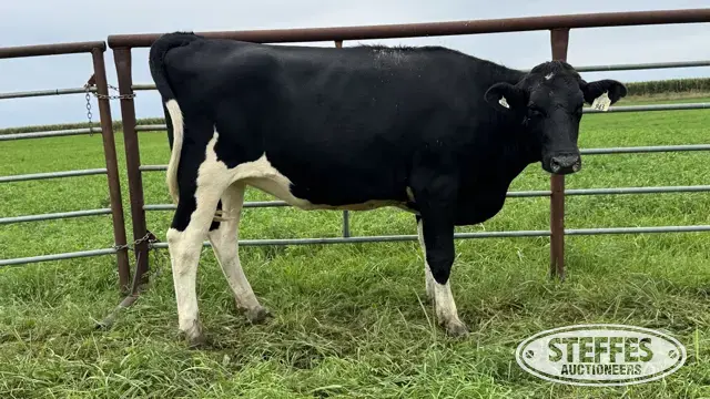 Holstein Bred Heifer - Tag 943