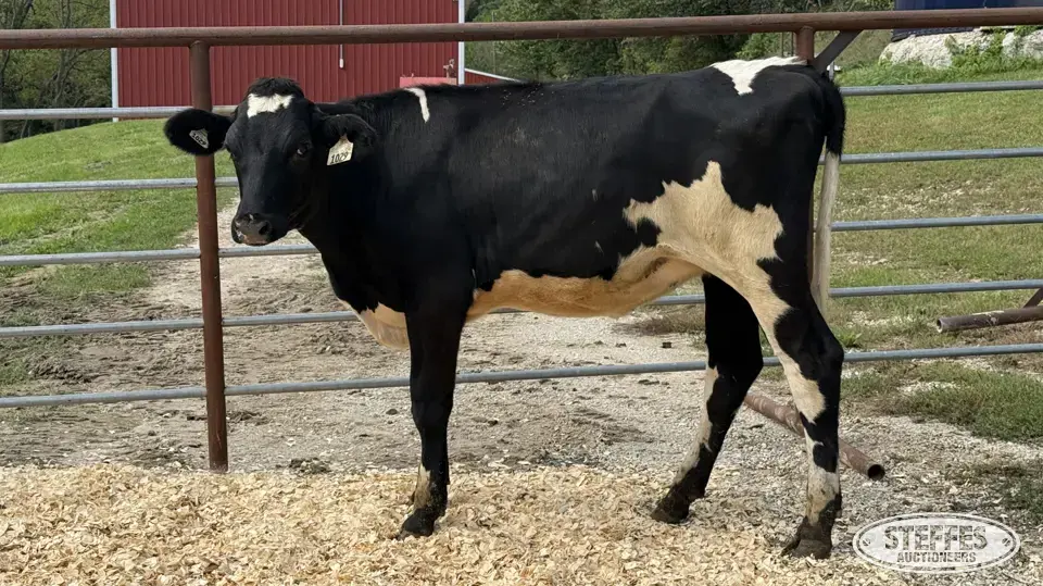 Crossbred Heifer - Tag 1029 Dairy Cattle