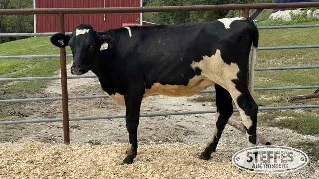 Crossbred Heifer - Tag 1029