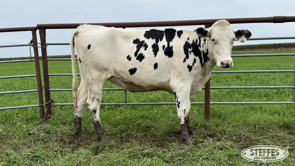 Holstein Bred Heifer - Tag 946 Dairy Cattle