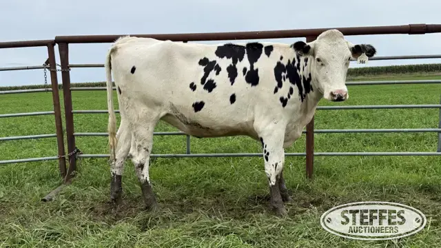 Holstein Bred Heifer - Tag 946
