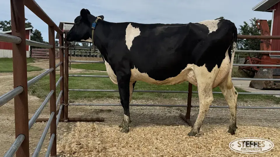 Holstein Cow - Tag 771 Dairy Cattle