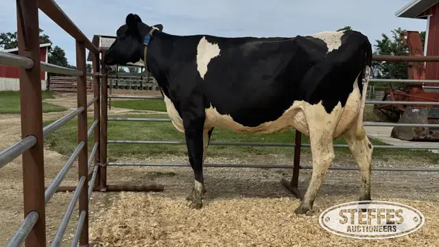 Holstein Cow - Tag 771