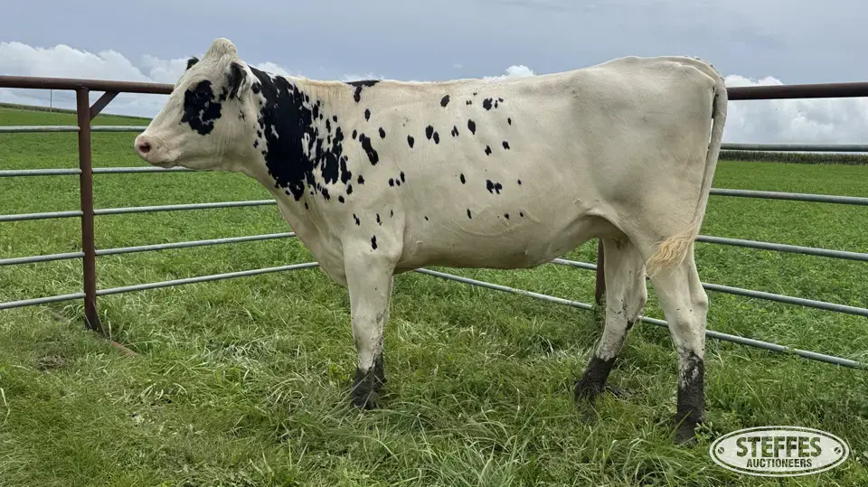 Holstein Bred Heifer - Tag 947 Dairy Cattle