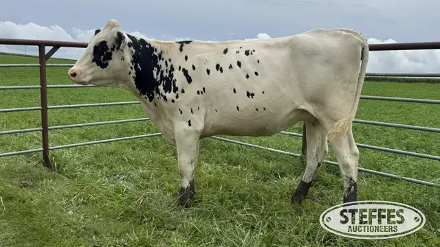 Holstein Bred Heifer - Tag 947