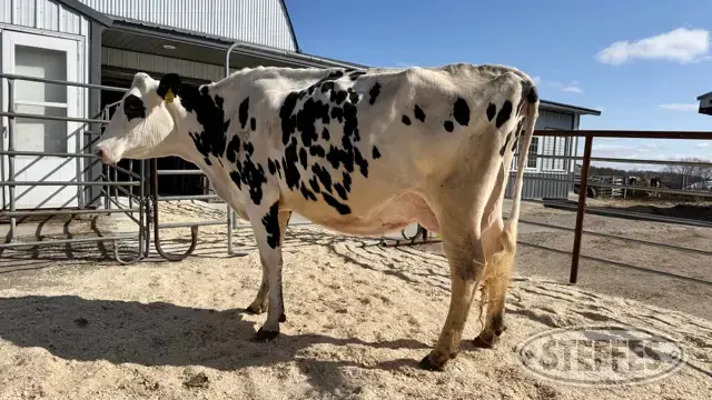Holstein Cow -  Tag 1951