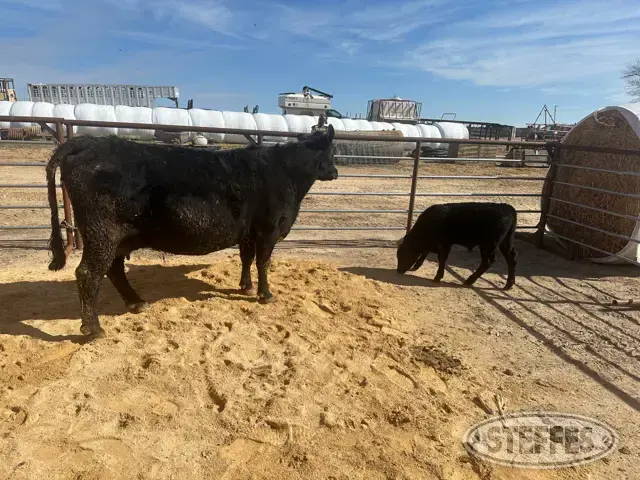 Cow/Calf Pair - Ear Tag 190 & M21