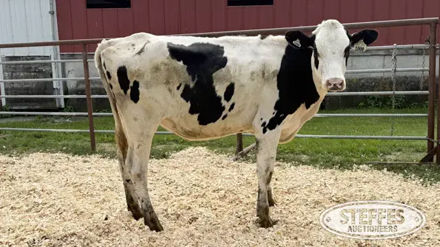 Holstein Heifer - Tag 1008