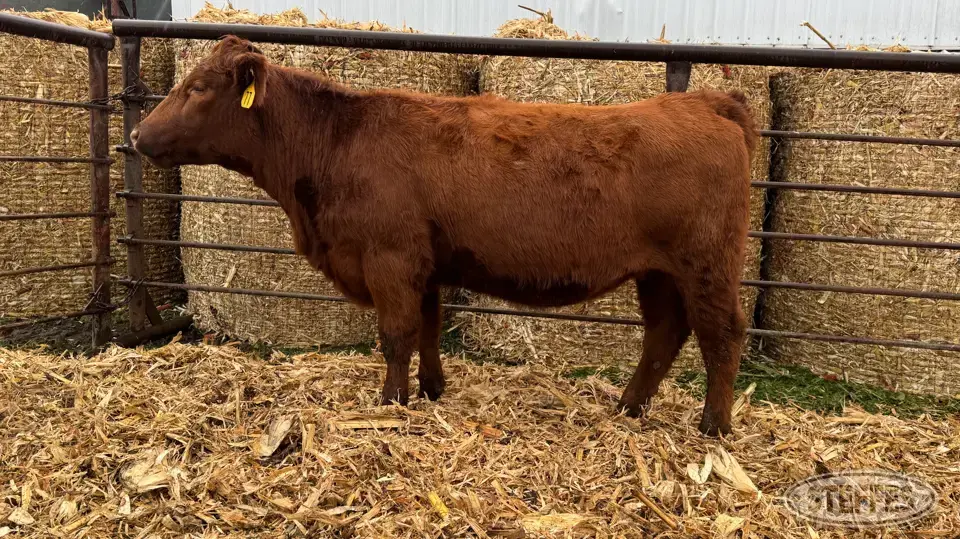 (3) Beef bred heifers Beef Cattle