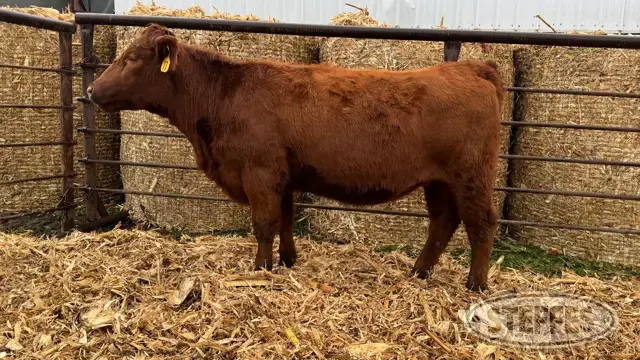 (3) Beef bred heifers
