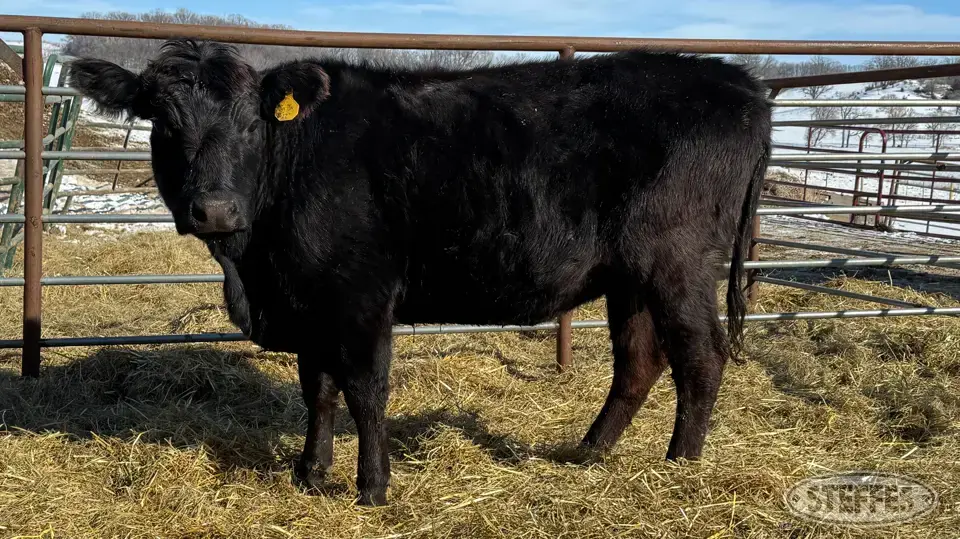 (3 Head) Beef cows Beef Cattle