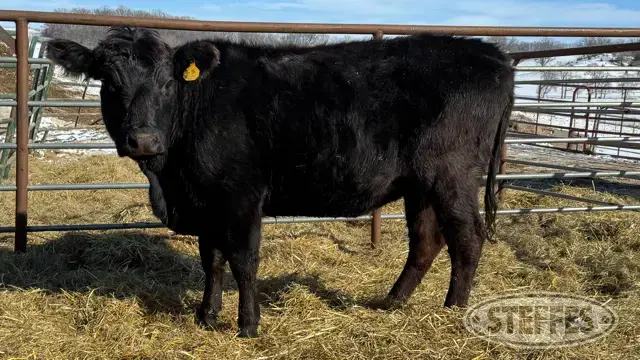 (3 Head) Beef cows