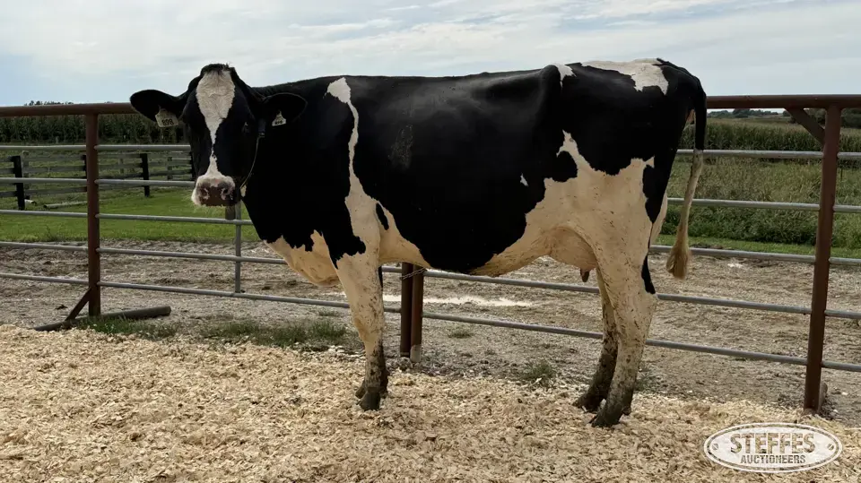 Holstein Cow - Tag 898 Dairy Cattle