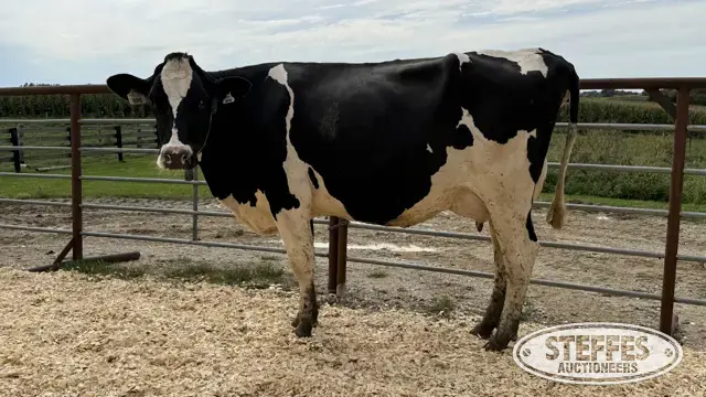Holstein Cow - Tag 898
