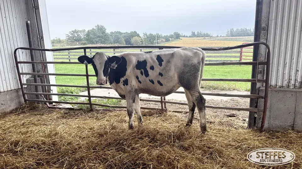 Holstein Heifer - Tag 1057 Dairy Cattle