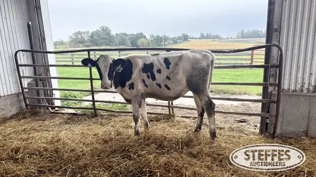 Holstein Heifer - Tag 1057