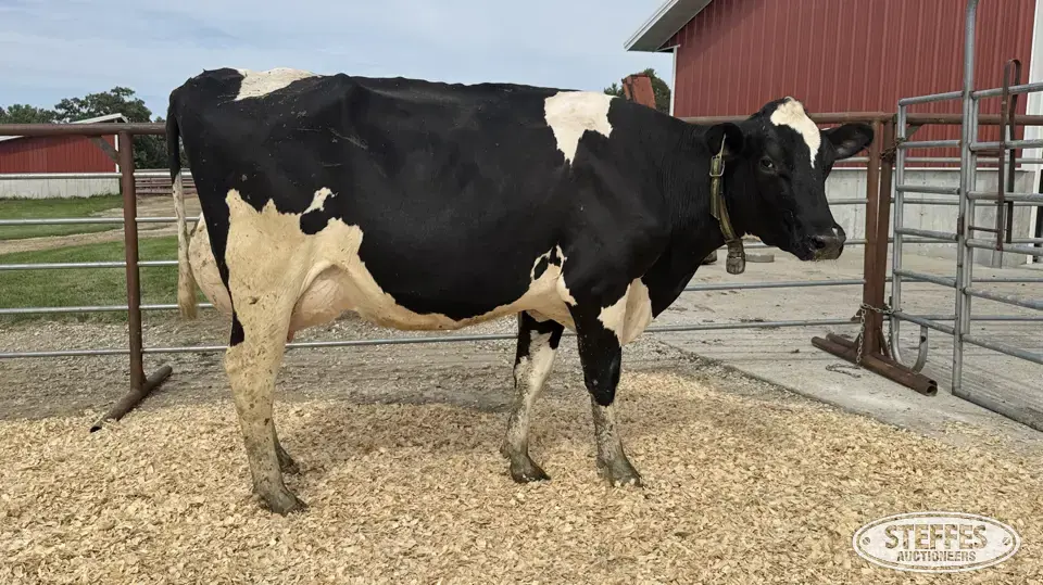 Holstein Cow - Tag 848 Dairy Cattle