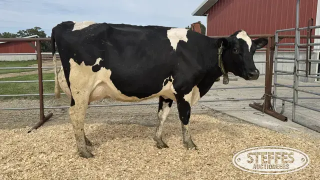 Holstein Cow - Tag 848
