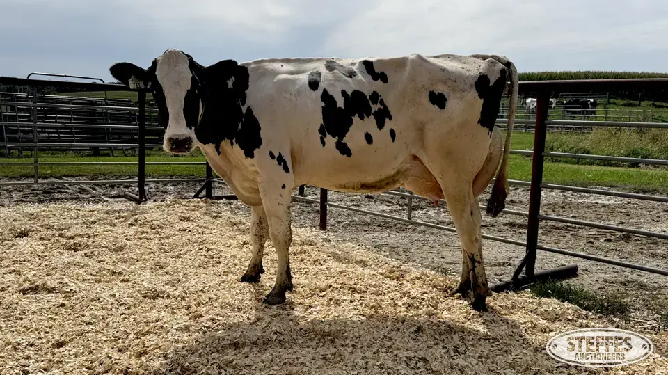 Holstein Cow - Tag 761 Dairy Cattle