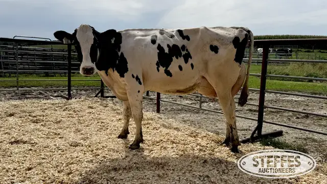 Holstein Cow - Tag 761