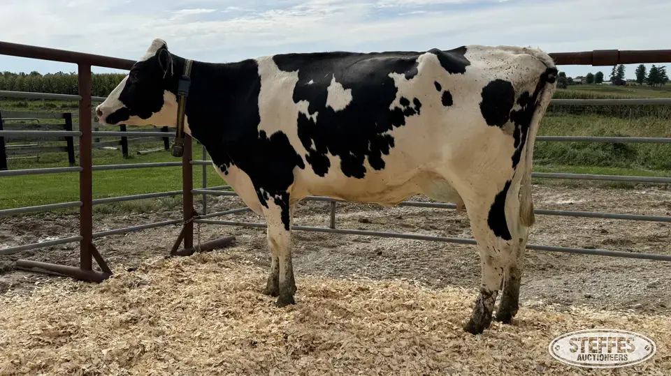Holstein Cow - Tag 878 Dairy Cattle