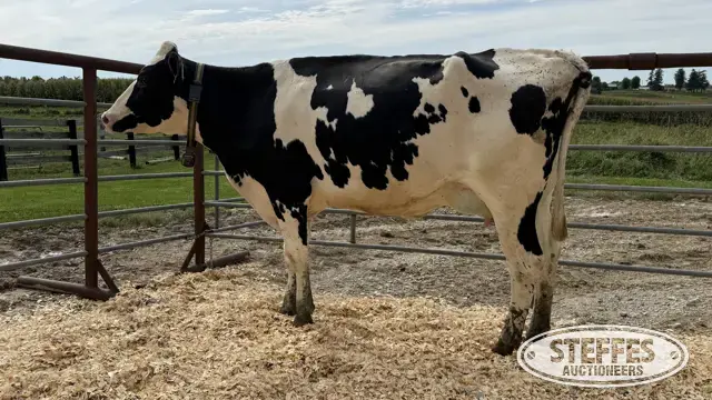 Holstein Cow - Tag 878