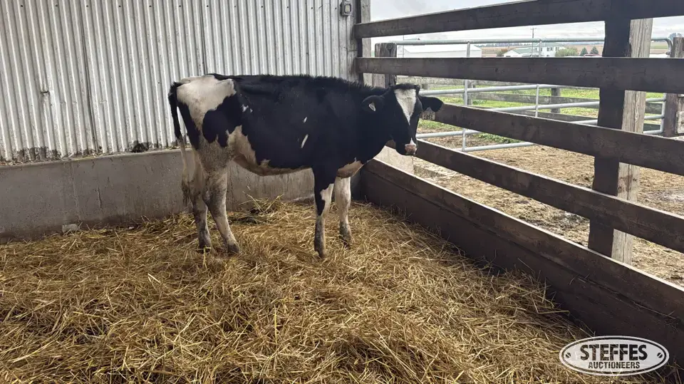 Holstein Heifer - Tag 1051 Dairy Cattle