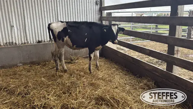 Holstein Heifer - Tag 1051