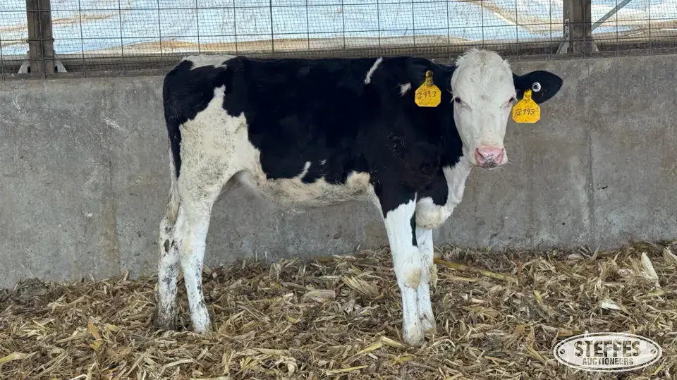 (3) Crossbred Open Heifers Dairy Cattle