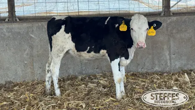 (3) Crossbred Open Heifers