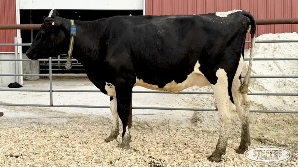 Holstein Cow - Tag 908 Dairy Cattle